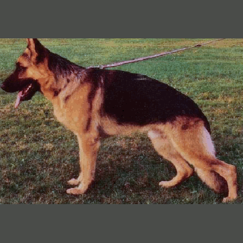 German Shepherd