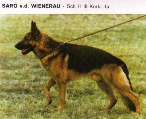 German Shepherd