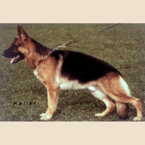 German Shepherd