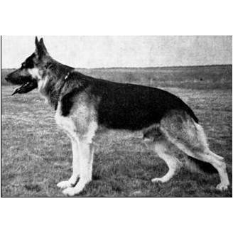 German Shepherd