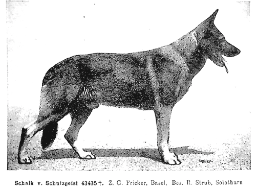 German Shepherd