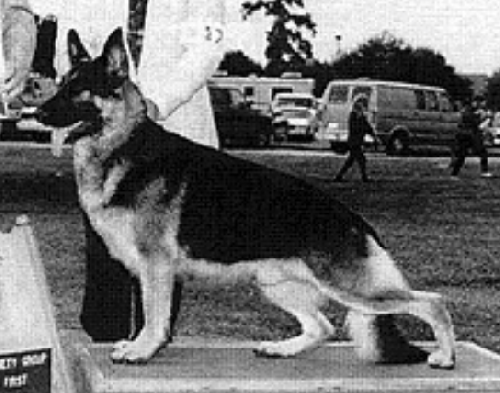 German Shepherd