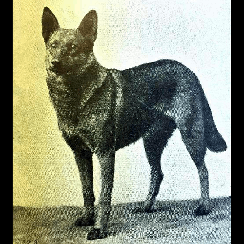 German Shepherd