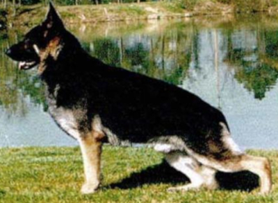 German Shepherd