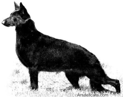 German Shepherd