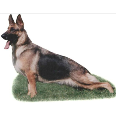 German Shepherd
