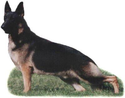 German Shepherd