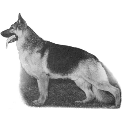 German Shepherd