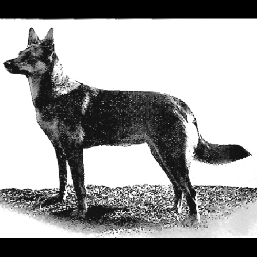 German Shepherd
