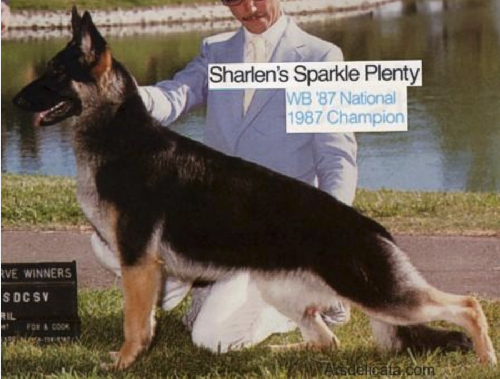 German Shepherd