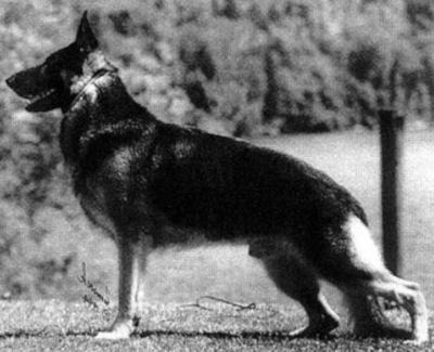 German Shepherd