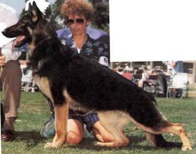 German Shepherd