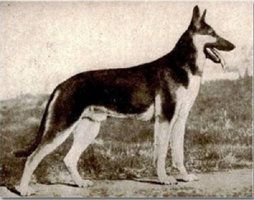 German Shepherd