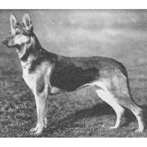 German Shepherd