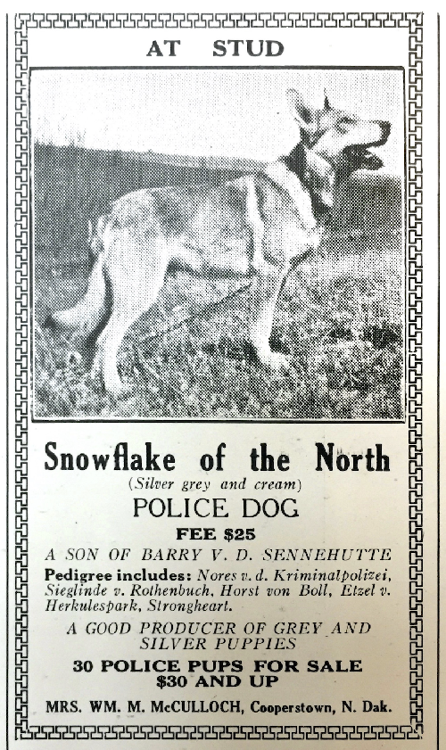 German Shepherd