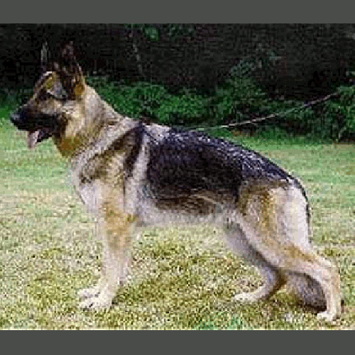 German Shepherd