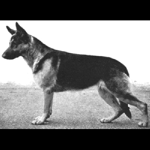 German Shepherd