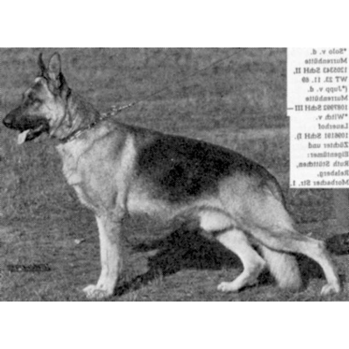 German Shepherd