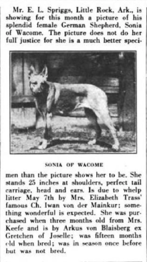 German Shepherd