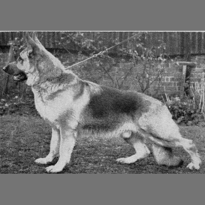 German Shepherd