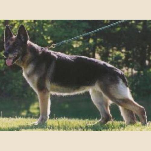 German Shepherd