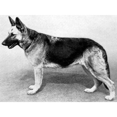 German Shepherd