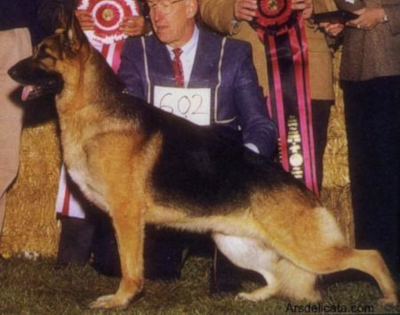German Shepherd