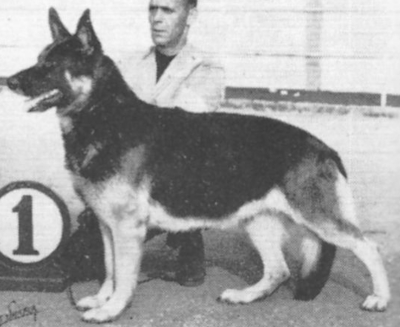 German Shepherd