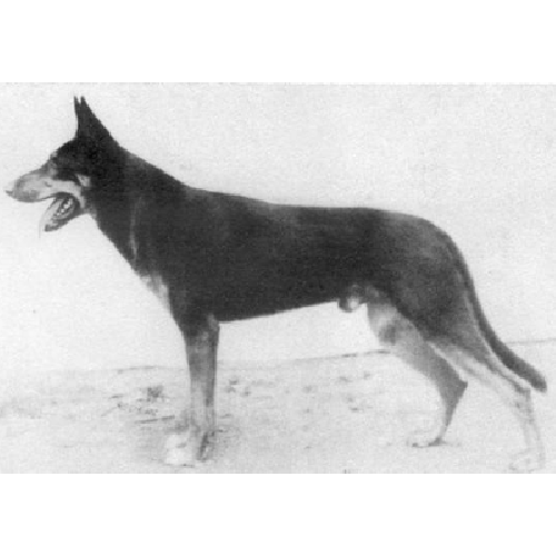 German Shepherd