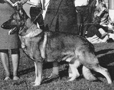 German Shepherd