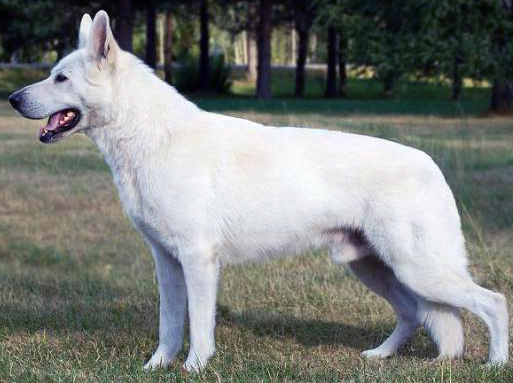 German Shepherd