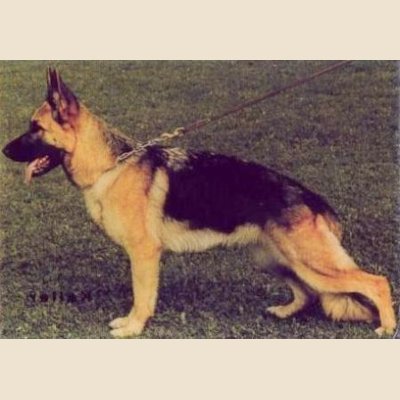 German Shepherd