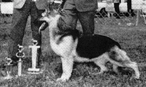 German Shepherd