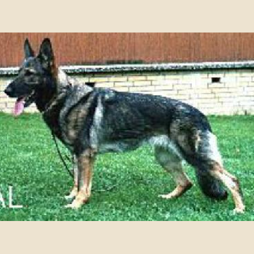 German Shepherd