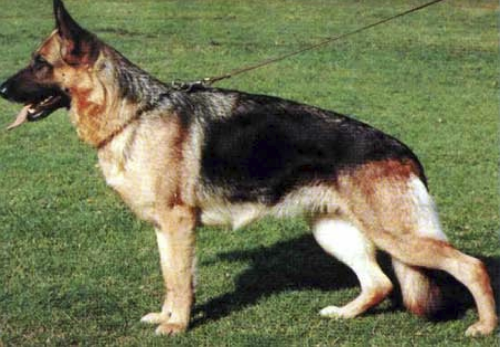 German Shepherd