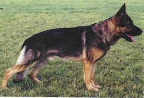 German Shepherd