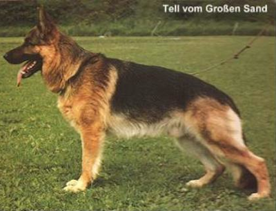 German Shepherd