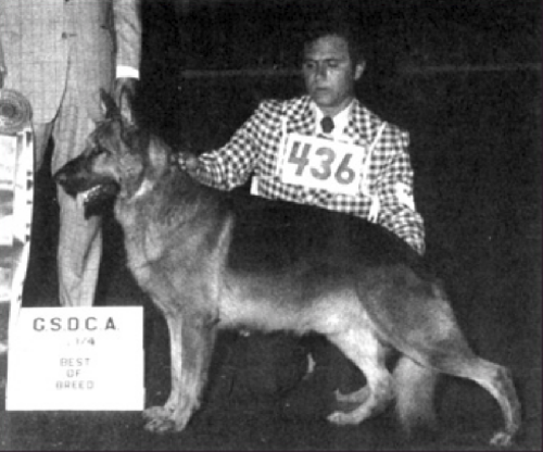 German Shepherd