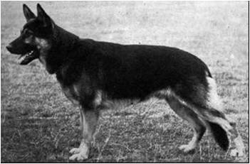 German Shepherd