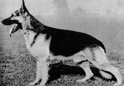 German Shepherd
