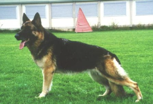 German Shepherd