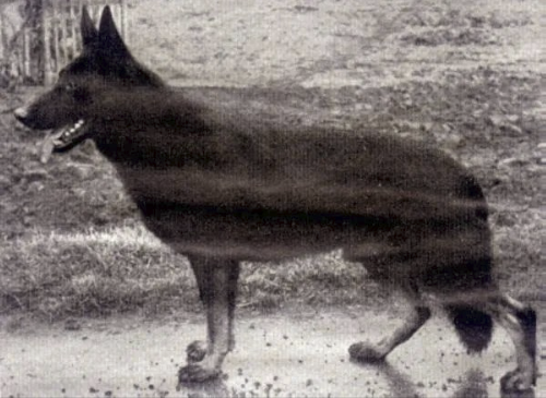 German Shepherd