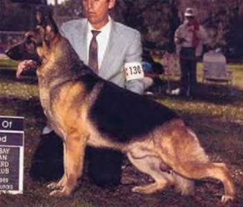 German Shepherd