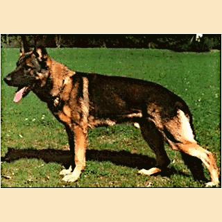 German Shepherd