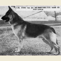 German Shepherd