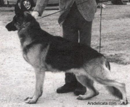 German Shepherd