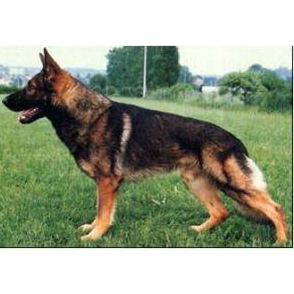 German Shepherd