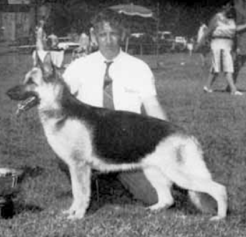 German Shepherd