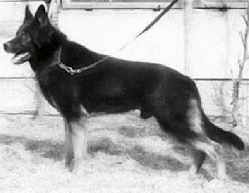 German Shepherd