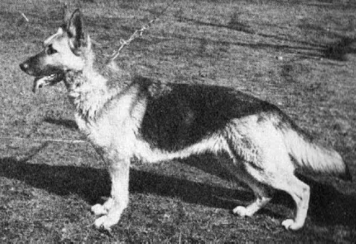German Shepherd